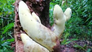 Ecco D-Rex: in Cina è stato appena scoperto un fungo antico alto quanto un cono stradale