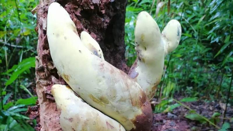 Ecco D-Rex: in Cina è stato appena scoperto un fungo antico alto quanto un cono stradale