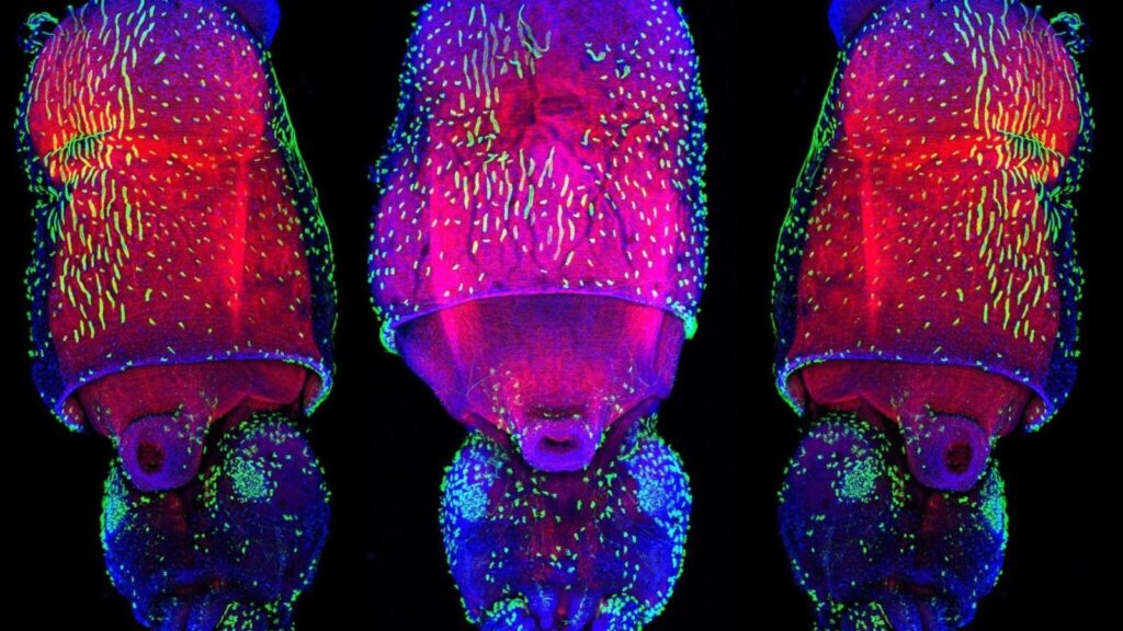 Nei calamari l’RNA cambia le proteine e può regolare i mitocondri