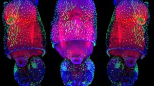 I calamari sono ancora più simili agli alieni di quanto pensassimo, con una capacità senza pari di modificare l’espressione genetica