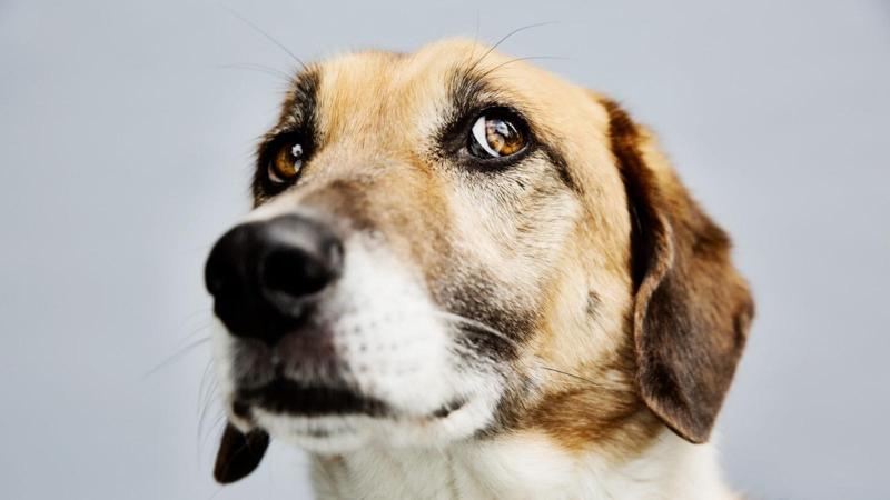 I cani sembrano concordare con gli esseri umani: «bouba» è rotondo e «kiki» è spigoloso