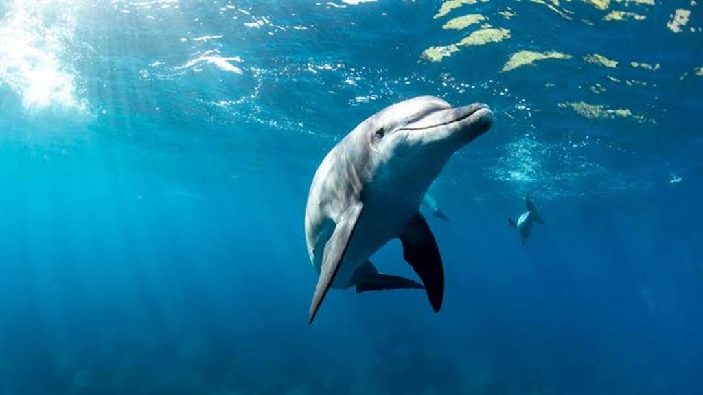 Sintomi simili all’Alzheimer osservati nei delfini a causa dell’inquinamento marino