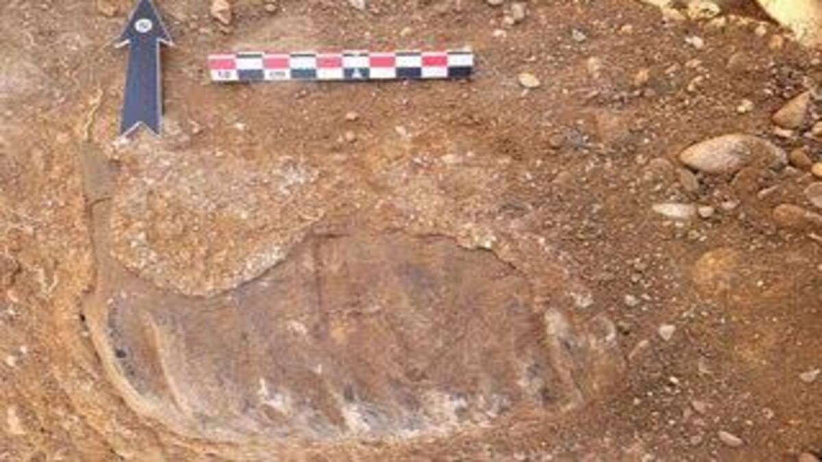 Un dente di 700.000 anni fa svela nuovi dettagli su un mondo perduto
