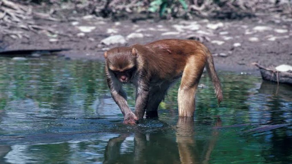 Le scimmie imparano a riconoscere i rischi dopo un’epidemia proprio come gli esseri umani