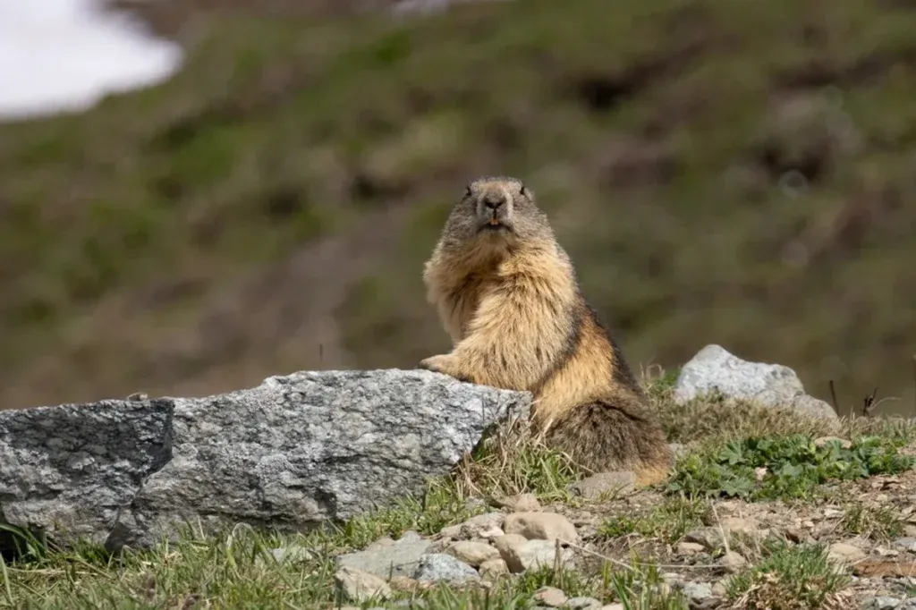 I Neanderthal si nutrivano di marmotte e castori, lo rivela un raro ritrovamento di ossa di roditori macellati