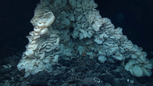 Scoperta la spugna più grande del mondo: è grande come un minivan e gli scienziati non sanno ancora a quale specie appartenga