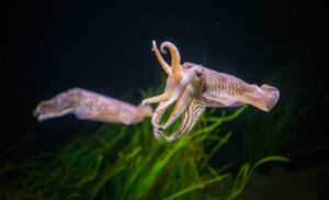 Sempre più calamari negli oceani: gli scienziati mettono in dubbio una teoria diffusa
