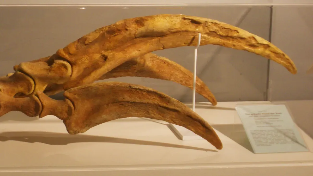 Il dinosauro con artigli lunghi oltre un metro: a cosa servivano le sue armi mostruose?