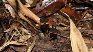 Una nuova specie di pianta denominata il “fiore del diavolo” scoperta in Thailandia