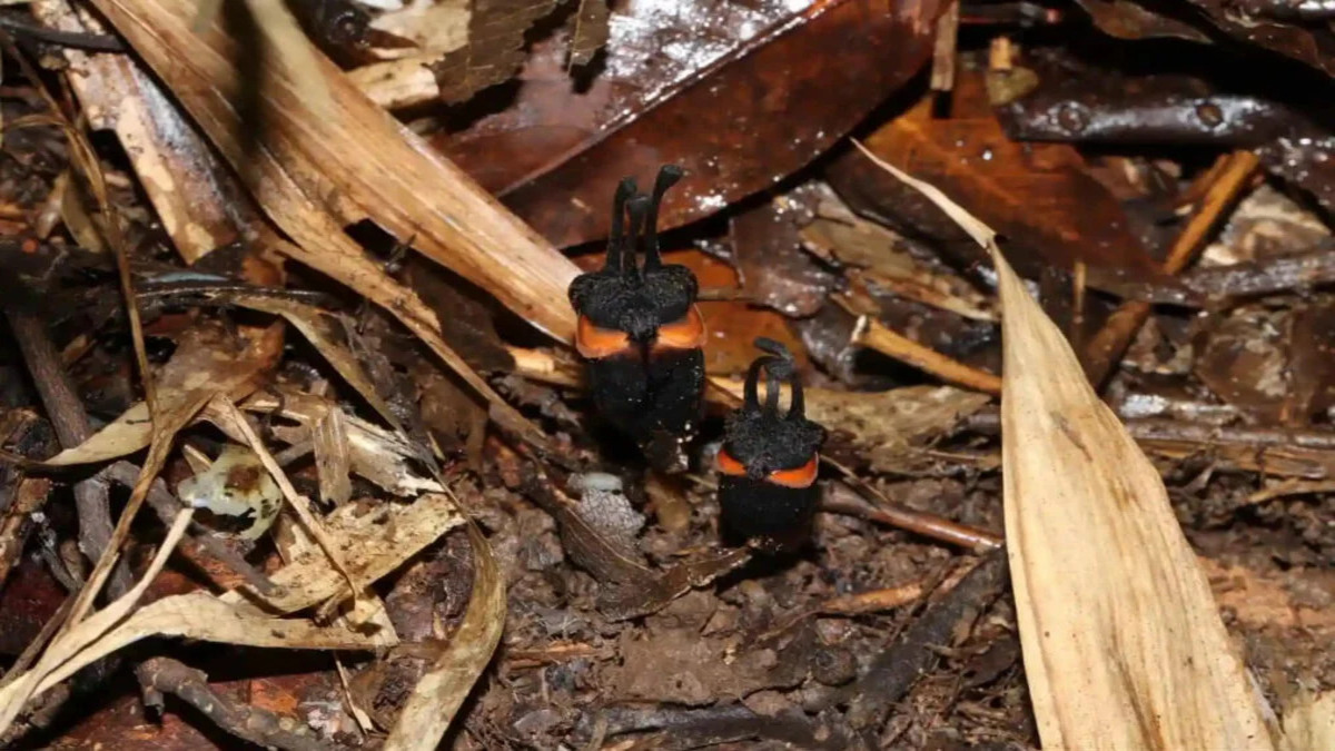 Una nuova specie di pianta denominata il “fiore del diavolo” scoperta in Thailandia