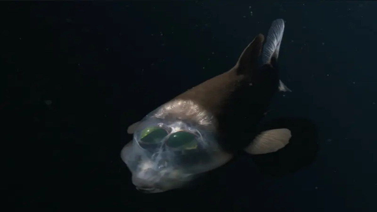 Creatura degli abissi dall’aspetto inquietante filmata in altissima definizione per la prima volta